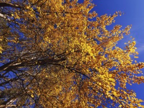 Autumn treetop with yellow leaves against deep blue sky, Frankenwald nature park Park
