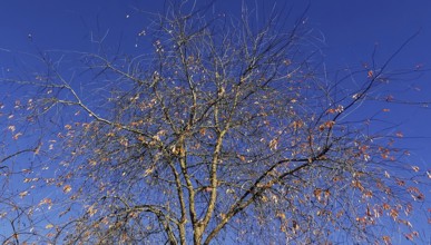 Bare branches of a tree with a few remaining leaves against an autumnal blue sky, Frankenwald