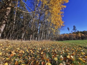 Forest landscape with falling leaves in a meadow under a clear sky, Frankenwald nature park Park