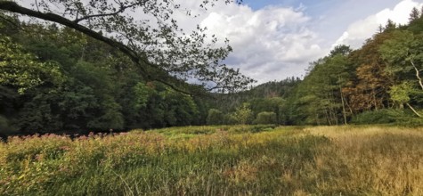 An idyllic forest landscape with a colorful meadow and overcast sky, Thuringian Forest nature park
