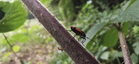 A single fire bug (pyrrhocoridae) crawls up a thorny, hairy plant stalk, Thuringian Forest nature