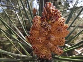 Close-up of a small pine cone, pine cone of a maritime pine (pinus pinaster) with needle-like