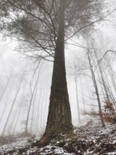 A large tree in a foggy forest with autumn leaves on the ground, Thuringian Forest nature park Park