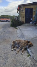 A dog (canis lupus familiaris) sleeping next to a hut on a quiet country road, Portugal