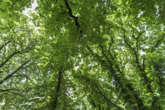Chestnut trees in spring, (Castanea), Lviv, Ukraine