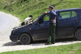 Selling puppies on the street, illegal dealer, Transylvania, Romania