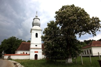 The Reformed Church in Lisznyo, Lisnau, with a blossoming chestnut tree in front, a historic