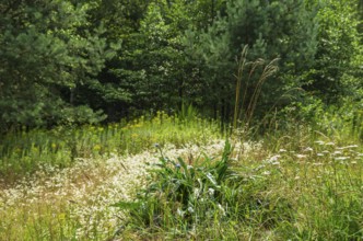 Picturesque landscape and vegetation in the Königsbrücker Heide Nature Reserve, former Soviet Army