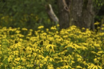 Vegetation of yellow coneflower, echinacea, in the Königsbrücker Heide nature reserve, former