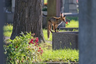 A mature red fox (Vulpes vulpes) stands on the edge of a water basin in a cemetery on a sunny day