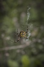 Specimen of the wasp spider, Argiope brünnichi, in a nature reserve, Königsbrücker Heide, Saxony,