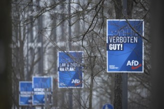 Numerous AfD election posters hang one behind the other on several lamp posts in the northwest of