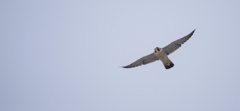 Free-living peregrine falcon (Falco peregrinus) in flight, Buenos Aires, Argentina