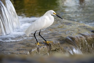 Free-living grey heron (Egretta thula) at a fountain, Buenos Aires, Argentina