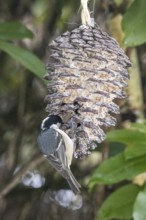 Fir tit (Periparus ater) eating fat food, Sieversen, Rosengarten, Lower Saxony, Germany