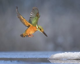 Kingfisher (Alcedo atthis) Winter and frost, hunting with fish, prey, frozen lake, ice-free,