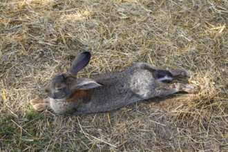 Domestic rabbit (Oryctolagus cuniculus forma domestica), hare lying in straw, Berghülen, Swabian