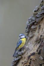 A blue tit (Cyanistes caeruleus) inspecting the branch of a beech tree, covered with butterfly