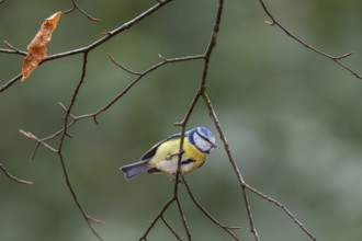 On closer inspection, the blue tit (Cyanistes caeruleus) is a colourful bird, Germany