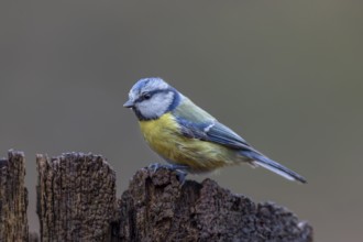 Blue tit (Cyanistes caeruleus) at the feeding place in winter, Germany