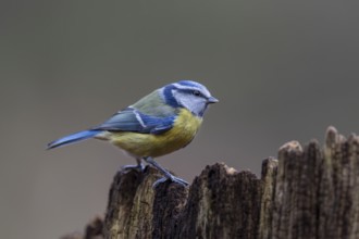 Although the blue tit (Cyanistes caeruleus) is a frequent visitor to the feeding site, in the end