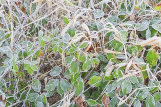 View of frozen leaves of a blackberry (Rubus sect. Rubus), Wehden, Cuxhaven, Lower Saxony, Germany