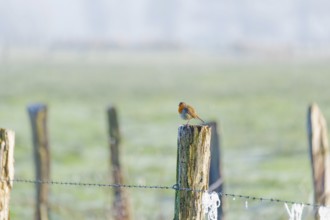 A robin (Erithacus rubecula) sitting on a peg of a pasture fence in winter, Wehden, Cuxhaven, Lower