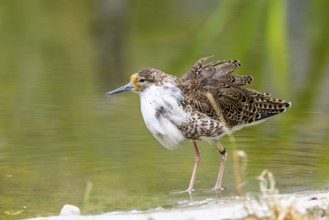 A male ruff (Calidris pugnax) searching for food in shallow water. Northern Poland