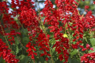 Fire sage (Salvia splendens), scarlet sage, garden plant, perennials red flowers, flowers, plants,