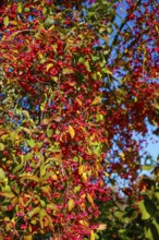 European monkshood (Euonymus europaeus), flowering shrub, red flowers in autumn, Großengstingen