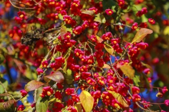 European monkshood (Euonymus europaeus), flowering shrub, red flowers in autumn, Großengstingen