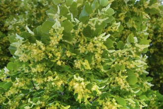 Lime blossoms of the lime tree (Tilia), summer lime tree, medicinal plant, remedy, household