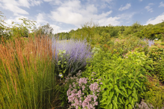 Grasses, blue rue (Perovskia atriplicifolia), silver shrub, silver perovskia, purple flowers,
