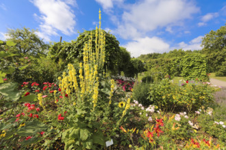 Mullein (Verbascum), bed, various plants, flowers, Botanical Garden of the University of Ulm,