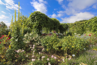 Climbing plants, various plants, mullein (Verbascum) on the left, bed, Botanical Garden of the