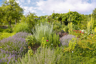 Bed, various plants, mullein (Verbascum) at the back right, Botanical Garden of the University of