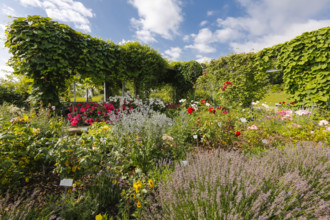 Roses (Rosa), pergola with climbing plants, various plants, lavender (Lavandula angustifolia) in