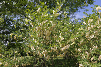 Common bladderwort (Colutea arborescens), fruits, Botanical Garden of the University of Ulm,