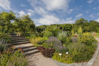 Stairs, path, climbing plants, various plants, mullein (Verbascum) at the back, bed, sky, clouds,