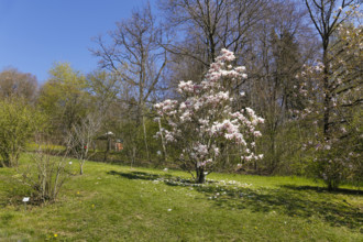 Magnolia, magnolia tree, ornamental shrub, spring bloomer, white flowers, pink-coloured, in the