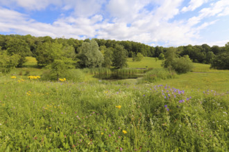 Pond, wetland, pond, body of water, small lake, grasses, meadow, lawn, Ulm University Botanical