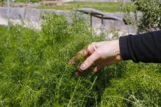 Kräutergarten, Apothekergarten, Frauenhand, Ulm University Botanical Garden, Baden-Württemberg,