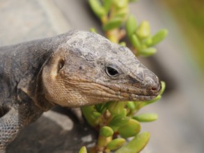 Close-up of a Gran Canaria giant lizard (Gallotia stehlini) on a rock with a green plant in the