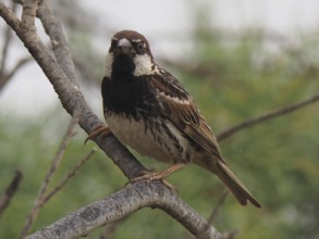 A sparrow, willow sparrow (Passer hispaniolensis), curiously observing the surroundings from a