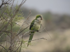 Green monk parakeet (Myiopsitta monachus) sitting quietly on a branch in a dry landscape, Gran