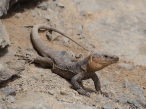 Gran Canaria giant lizard (Gallotia stehlini) on sandy soil in stony surroundings, attentive