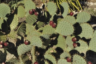 Group of green cactus leaves with red fruits and spines, prickly pear cactus (Opuntia