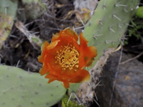 Orange flower on a green, prickly cactus, prickly pear (Opuntia ficus-indica), in front of a stony