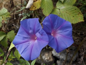 Two blue to purple bindweed flowers, Ipomoea nil (Ipomoea indica), against a background of green