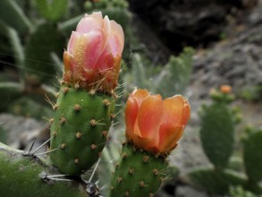 Two orange-coloured flowers on a green prickly pear (Opuntia ficus-indica) outdoors, La Palma,